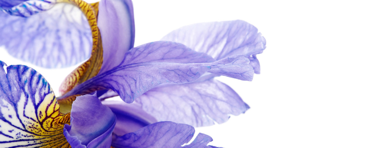 Iris: Olfactory Royalty