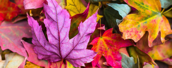 How Your Winter Cold Can Improve Your Sense of Smell